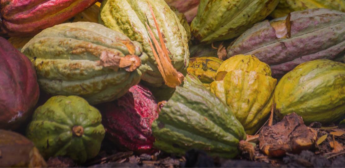 Fresh cocoa beans