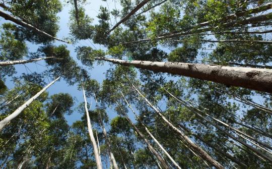 Deforestazione e controllo della filiera